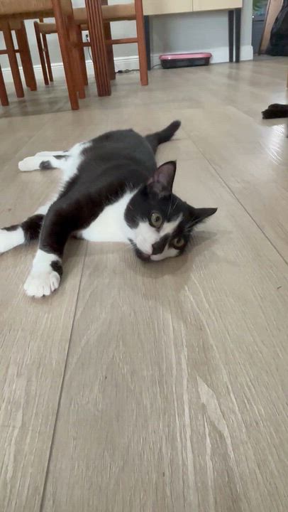 Enlarge Ocean (Video) so playful ), a Adoptable Domestic Short Hair in Daytona Beach, FL video 3/3