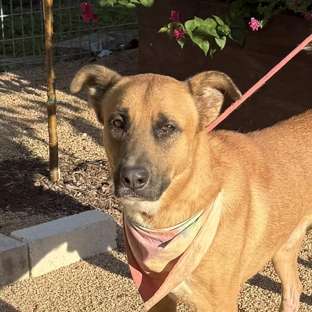 Buddy, a Adoptable German Shepherd Dog in Altamont , NY image 1/5