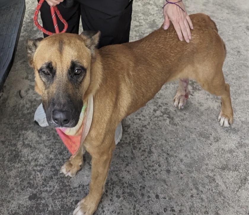 Buddy, a Adoptable German Shepherd Dog in Altamont , NY image 3/5