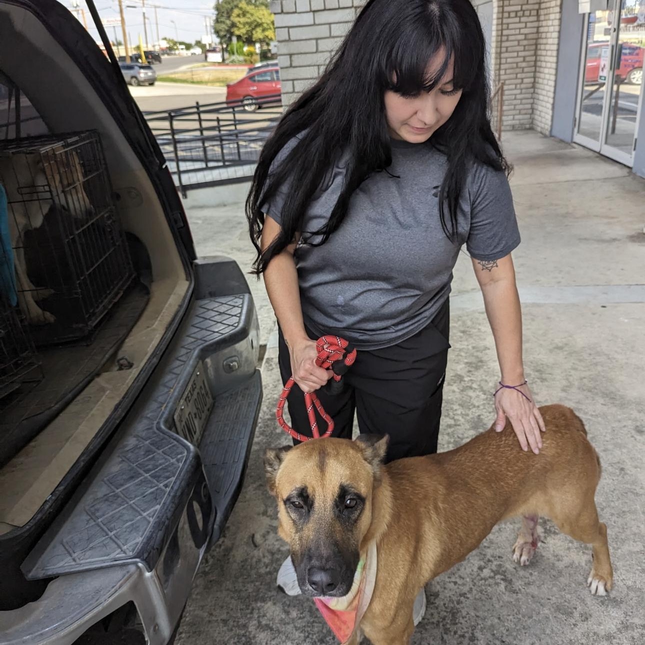 Buddy, a Adoptable German Shepherd Dog in Altamont , NY image 4/5