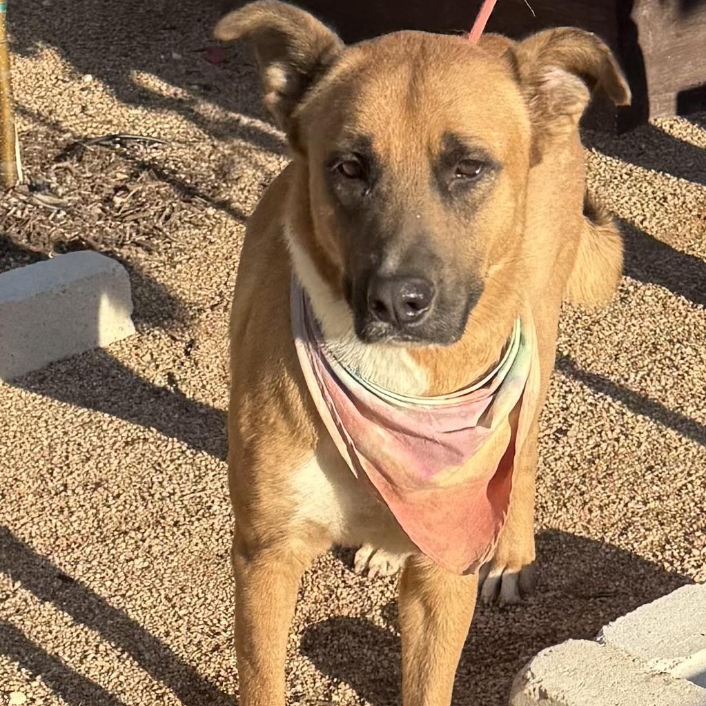 Buddy, a Adoptable German Shepherd Dog in Altamont , NY image 5/5
