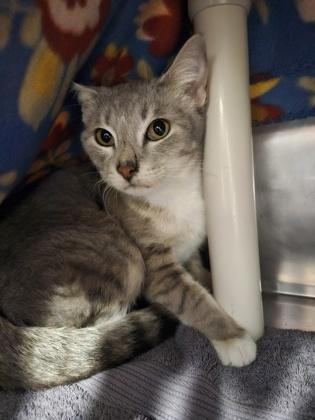 Enlarge Orchid, a Adoptable mixed breed in Scotia, NY image 1/3