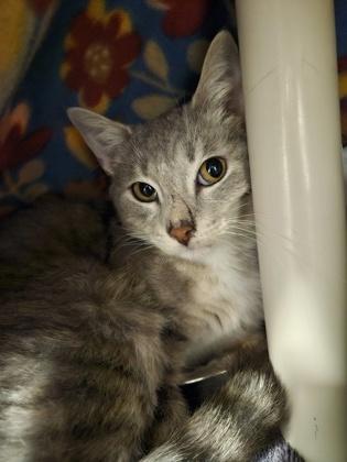 Enlarge Orchid, a Adoptable mixed breed in Scotia, NY image 2/3