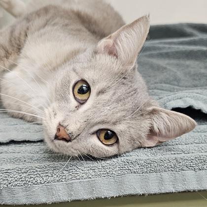 Enlarge Orchid, a Adoptable mixed breed in Scotia, NY image 3/3