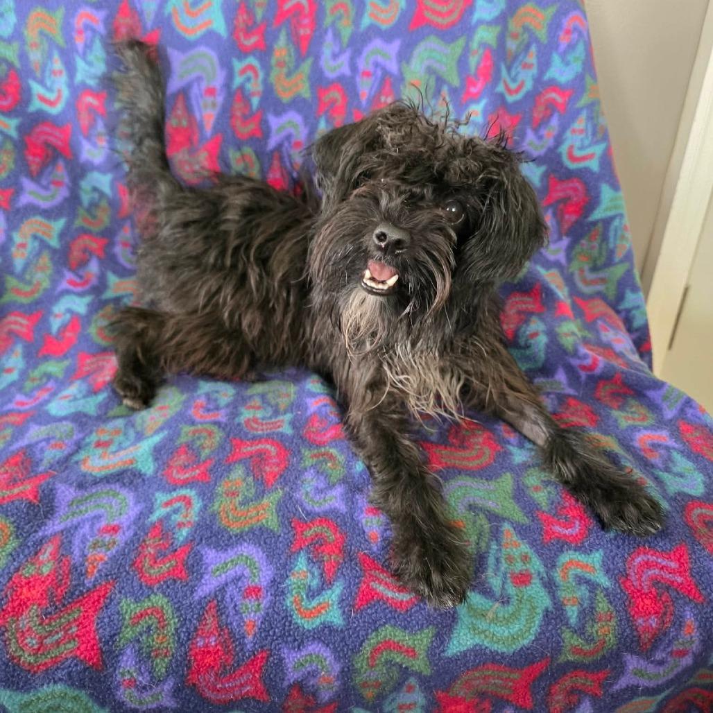 Rattan, Adoptable, Adult Male Terrier.