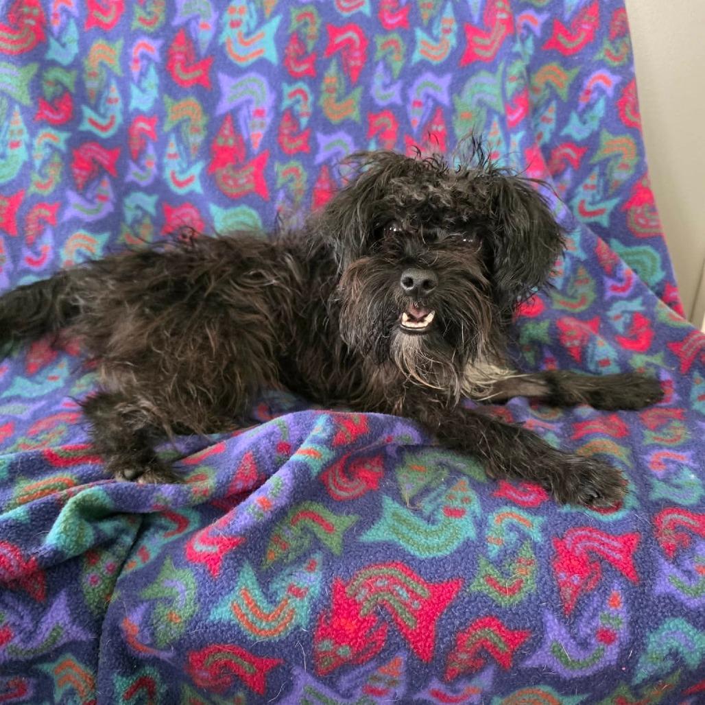 Enlarge Rattan, a Adoptable Terrier in Jackson, MO image 2/6