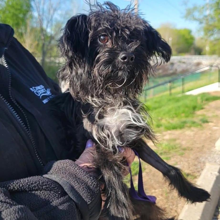 Enlarge Rattan, a Adoptable Terrier in Jackson, MO image 3/6