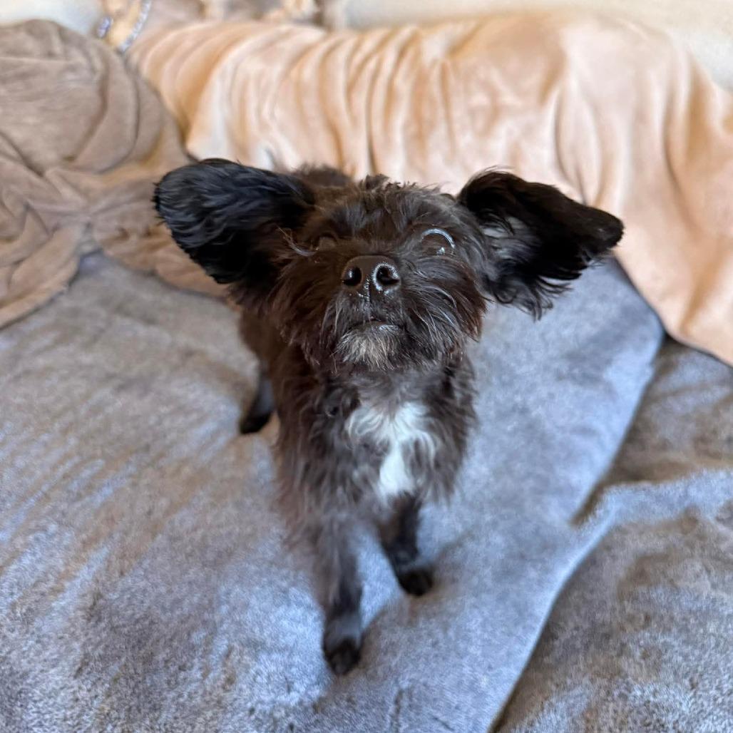 Enlarge Rattan, a Adoptable Terrier in Jackson, MO image 4/6