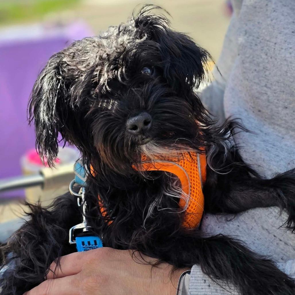 Enlarge Rattan, a Adoptable Terrier in Jackson, MO image 5/6