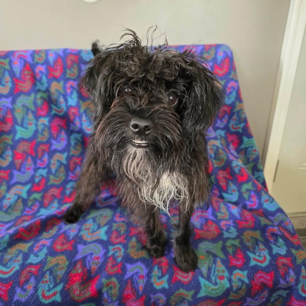 Enlarge Rattan, a Adoptable Terrier in Jackson, MO image 6/6