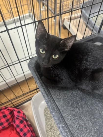 Skip It, Adoptable, Kitten Male Domestic Short Hair & Domestic Short Hair.