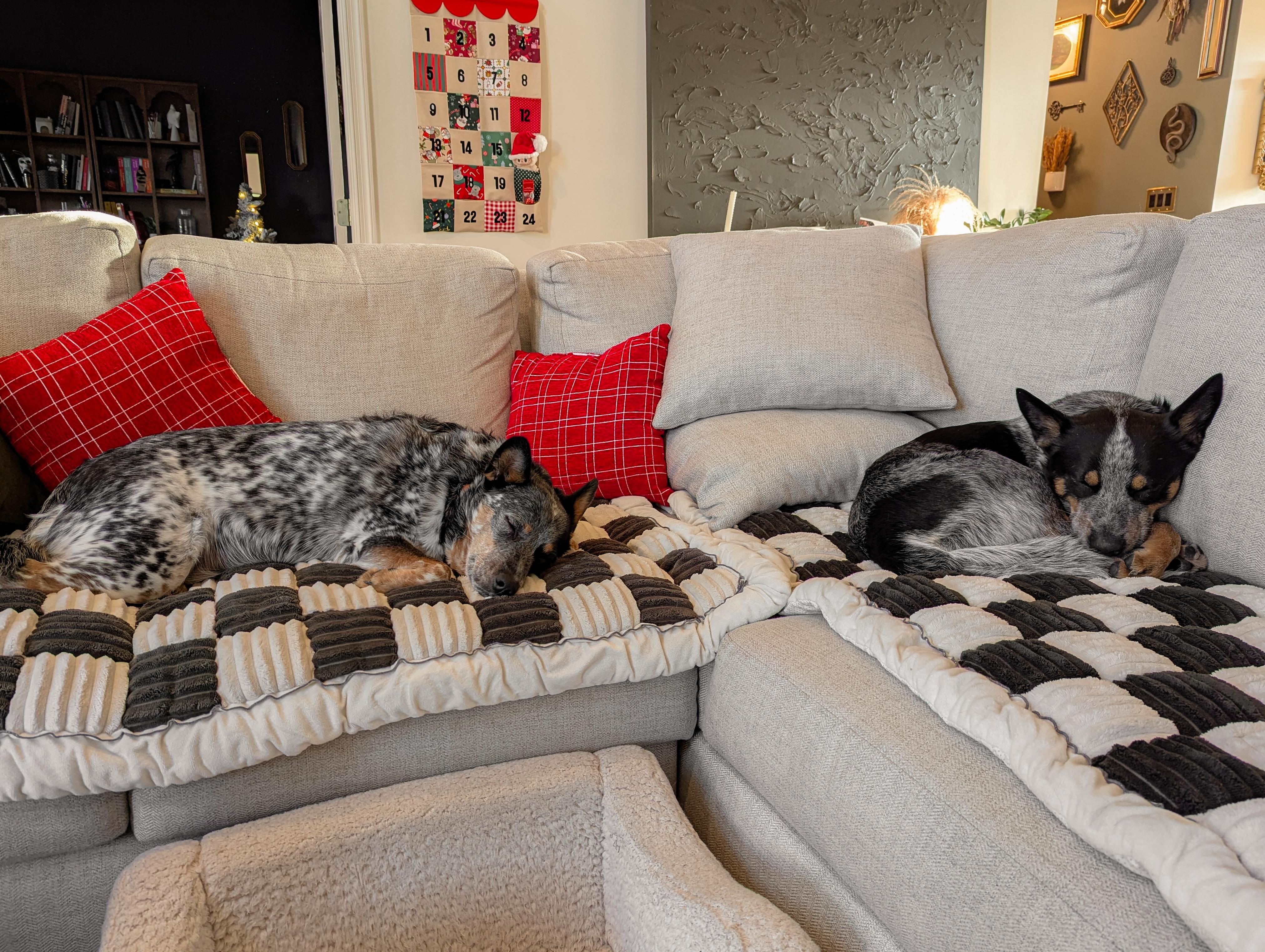 Morris, an adopted Australian Cattle Dog / Blue Heeler in Bel Air, MD image 6/6