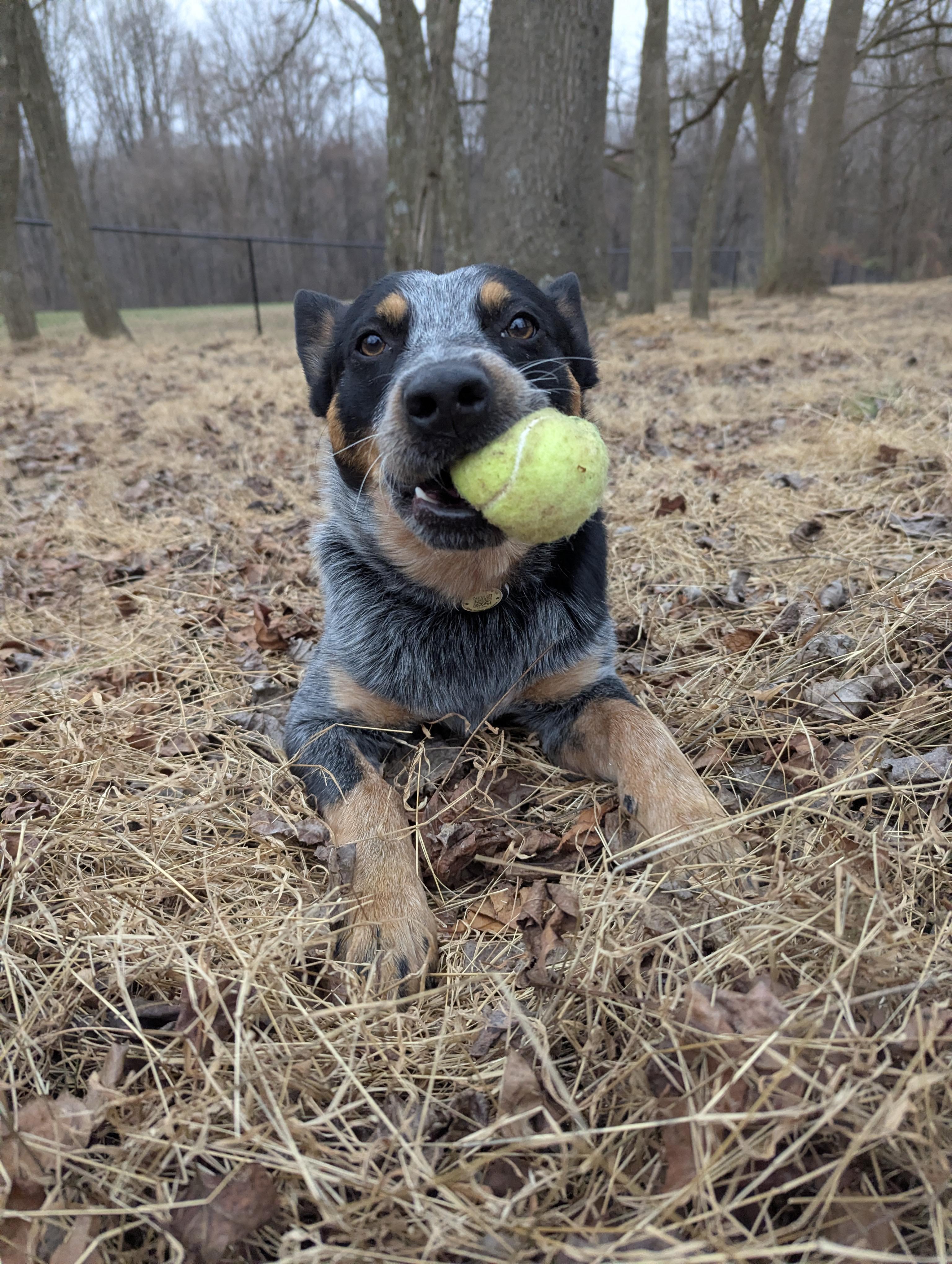 Morris, an adopted Australian Cattle Dog / Blue Heeler in Bel Air, MD image 2/6