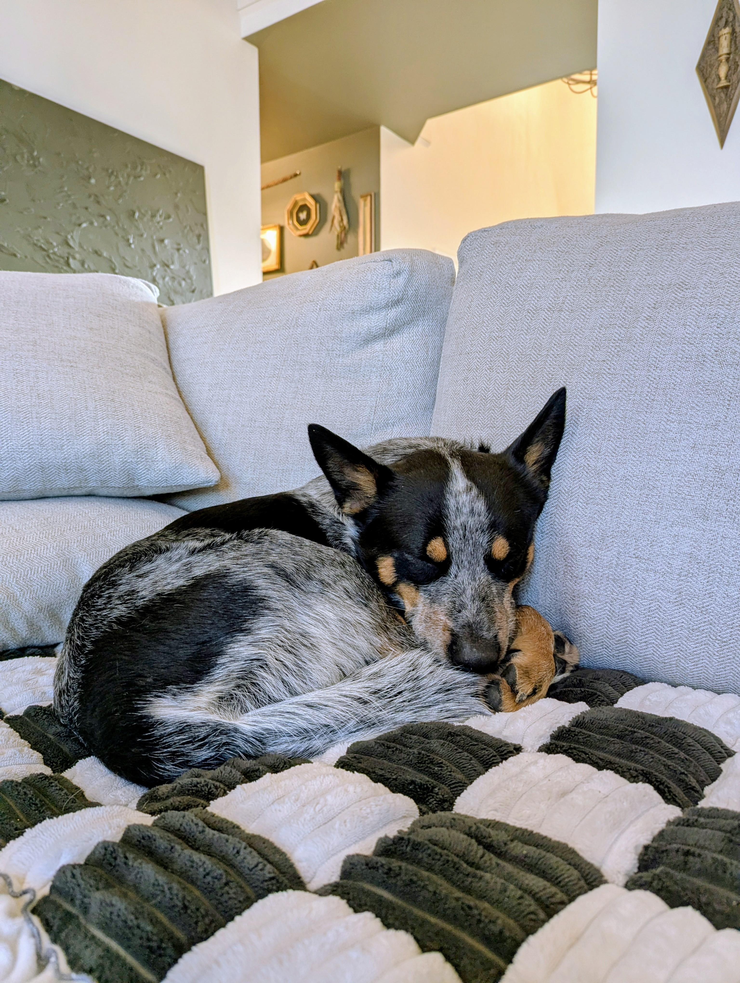 Morris, an adopted Australian Cattle Dog / Blue Heeler in Bel Air, MD image 5/6
