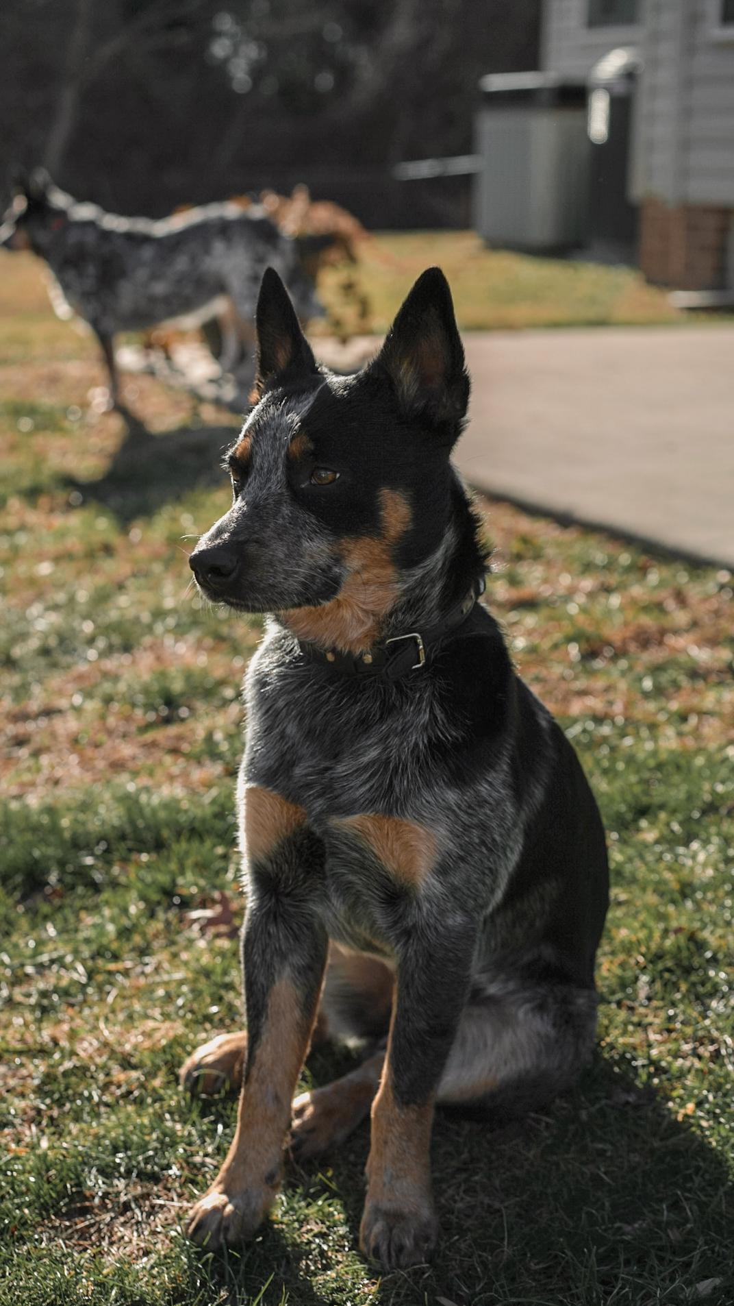 Morris, an adopted Australian Cattle Dog / Blue Heeler in Bel Air, MD image 1/6