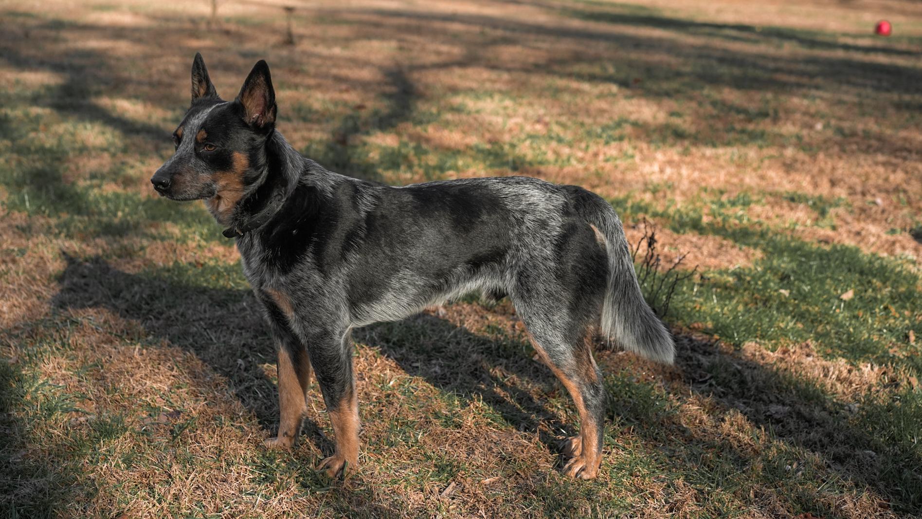 Morris, an adopted Australian Cattle Dog / Blue Heeler in Bel Air, MD image 3/6