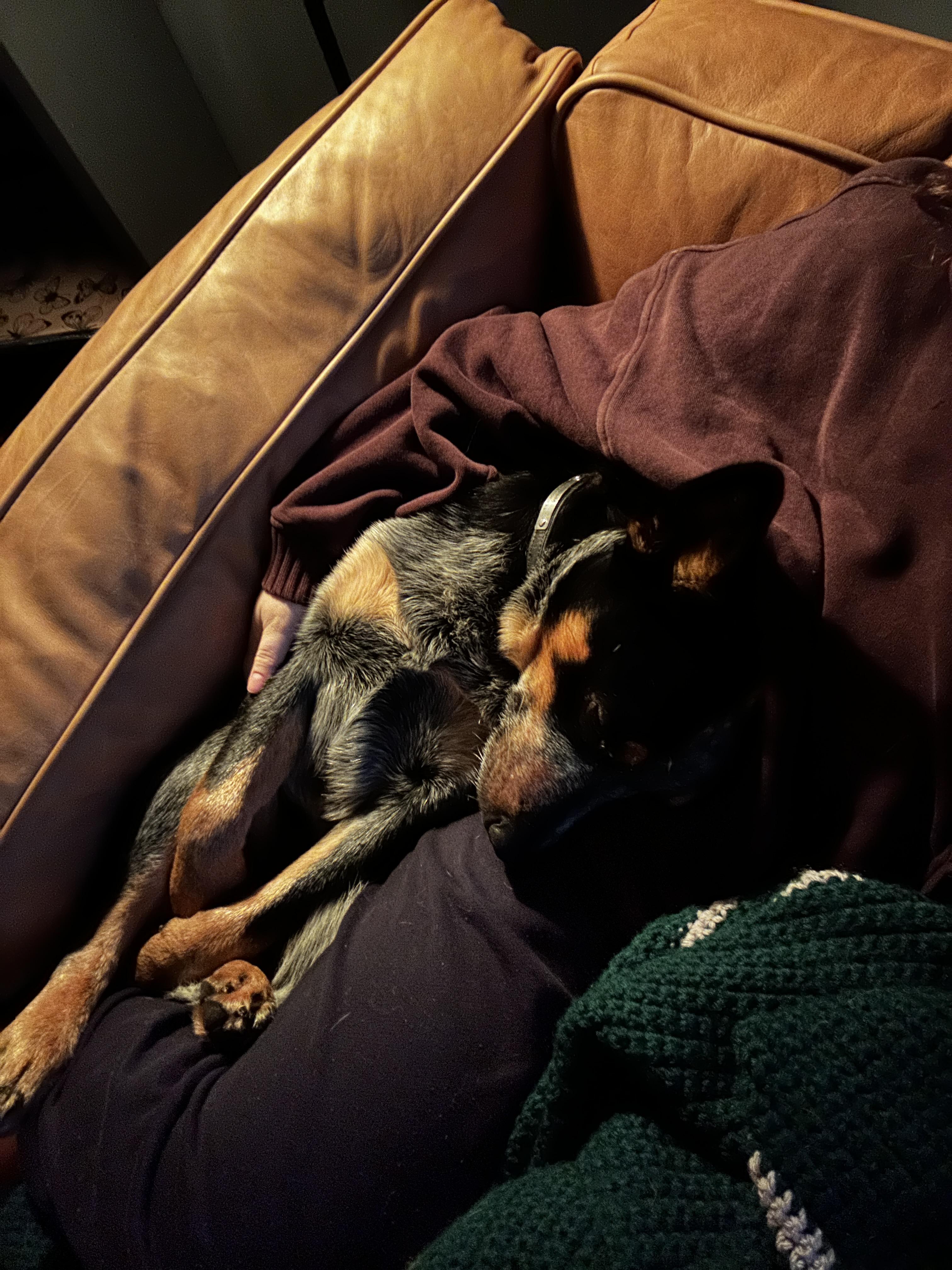 Morris, an adopted Australian Cattle Dog / Blue Heeler in Bel Air, MD image 4/6