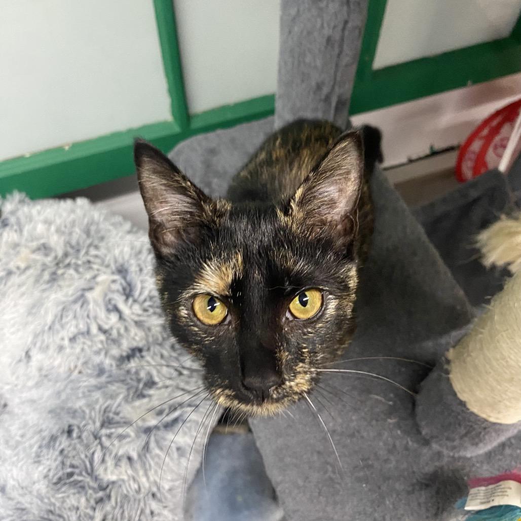 Lauren, Adoptable, Young Female Domestic Short Hair.