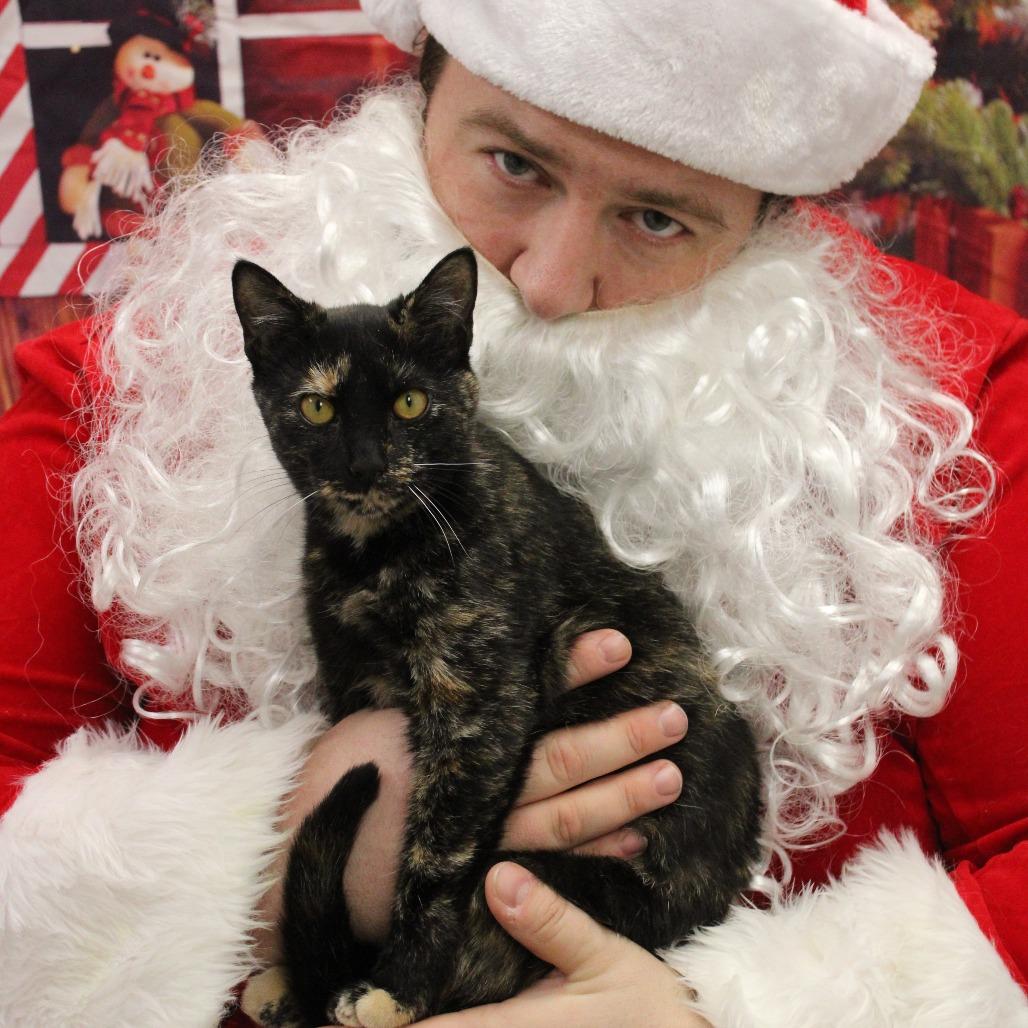 Enlarge Lauren, a Adoptable Domestic Short Hair in Cleveland, MS image 2/4