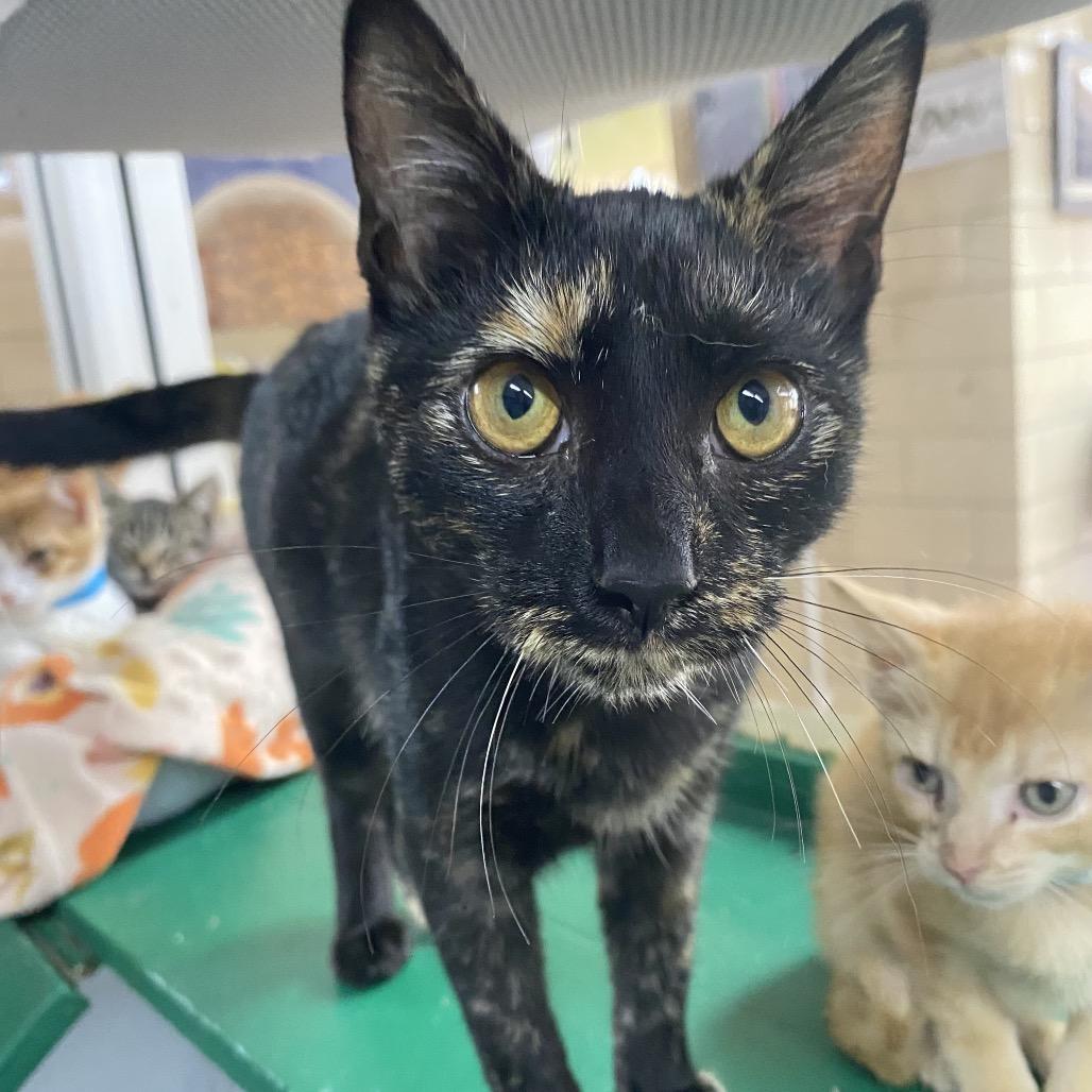 Enlarge Lauren, a Adoptable Domestic Short Hair in Cleveland, MS image 3/4