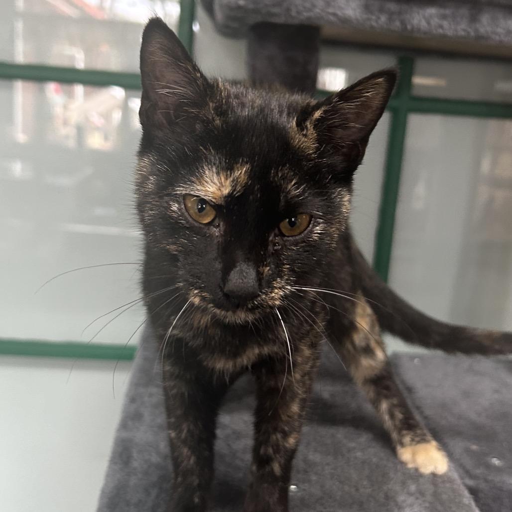 Enlarge Lauren, a Adoptable Domestic Short Hair in Cleveland, MS image 4/4