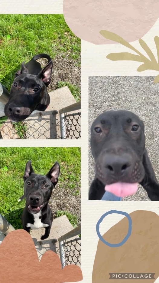 Enlarge Nitro, a Adoptable mixed breed in Binghamton, NY image 1/1