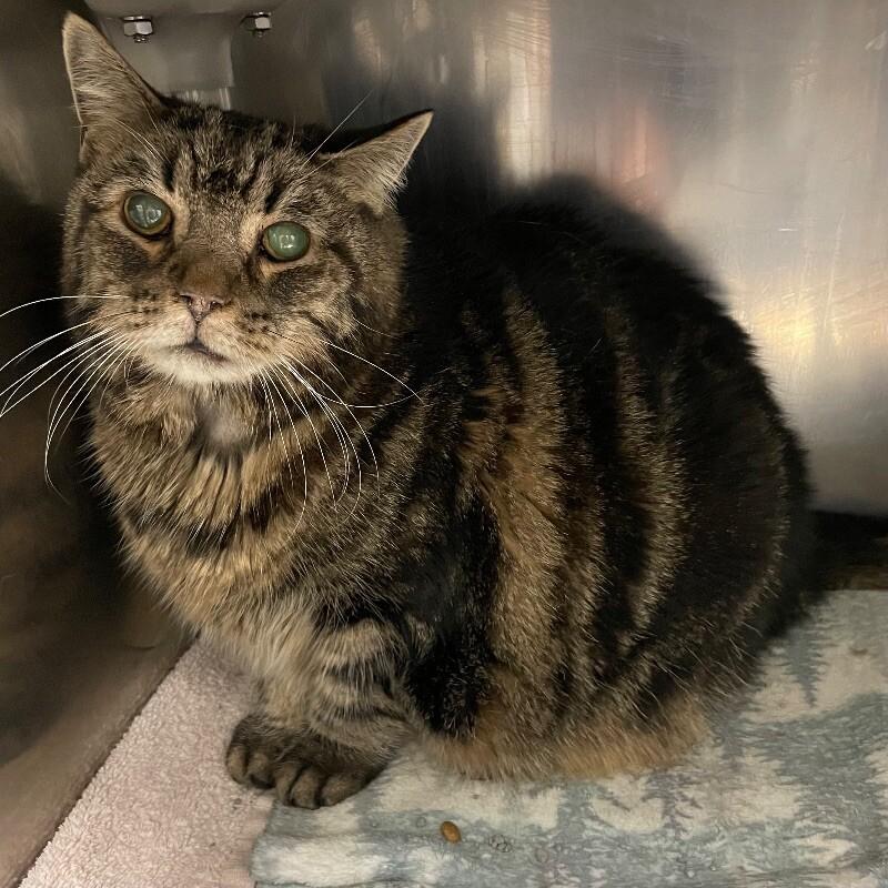 Enlarge Pickles, a Adoptable Domestic Long Hair in Roanoke, VA image 1/1