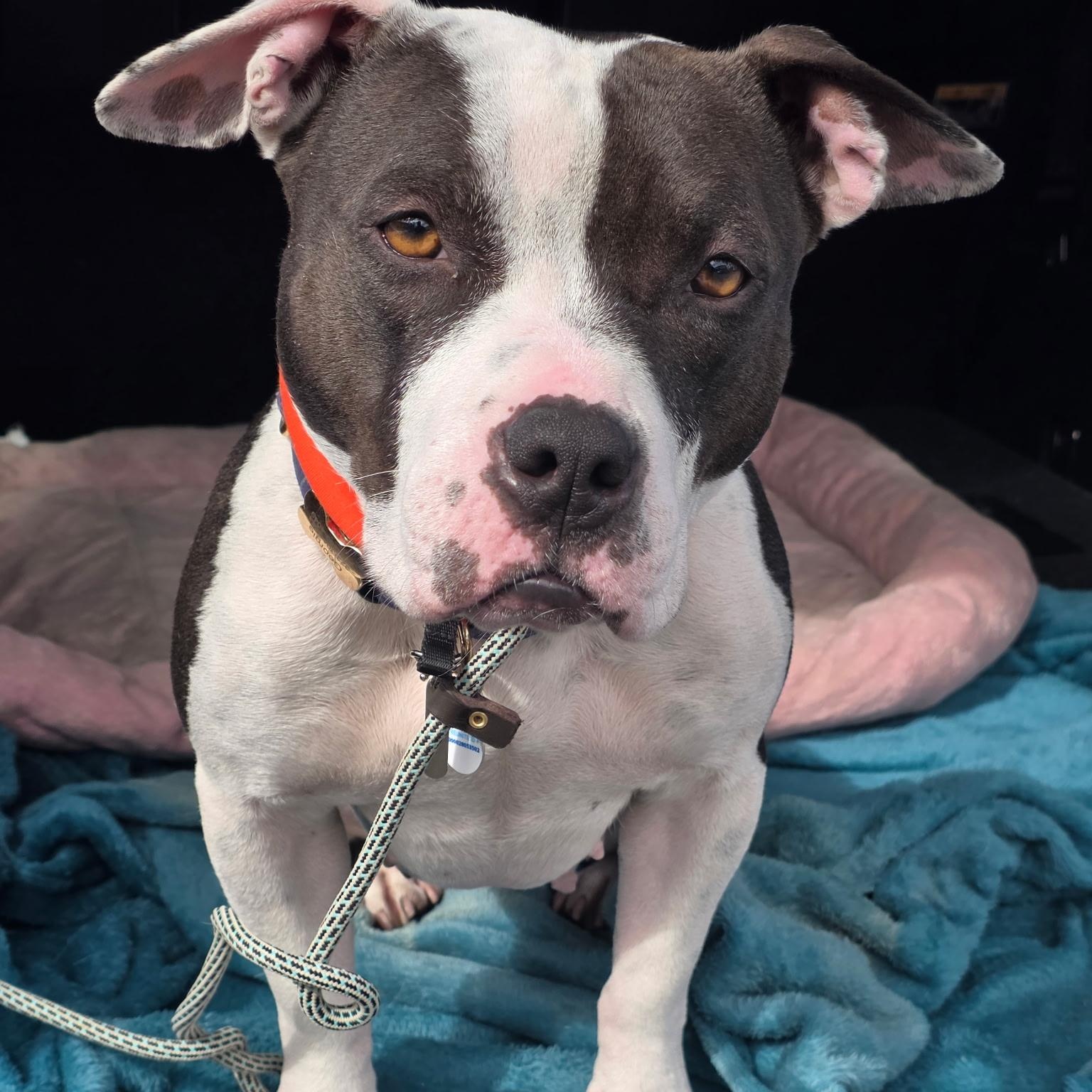 Enlarge Georgie, a Adoptable mixed breed in Sun Valley, CA image 6/6