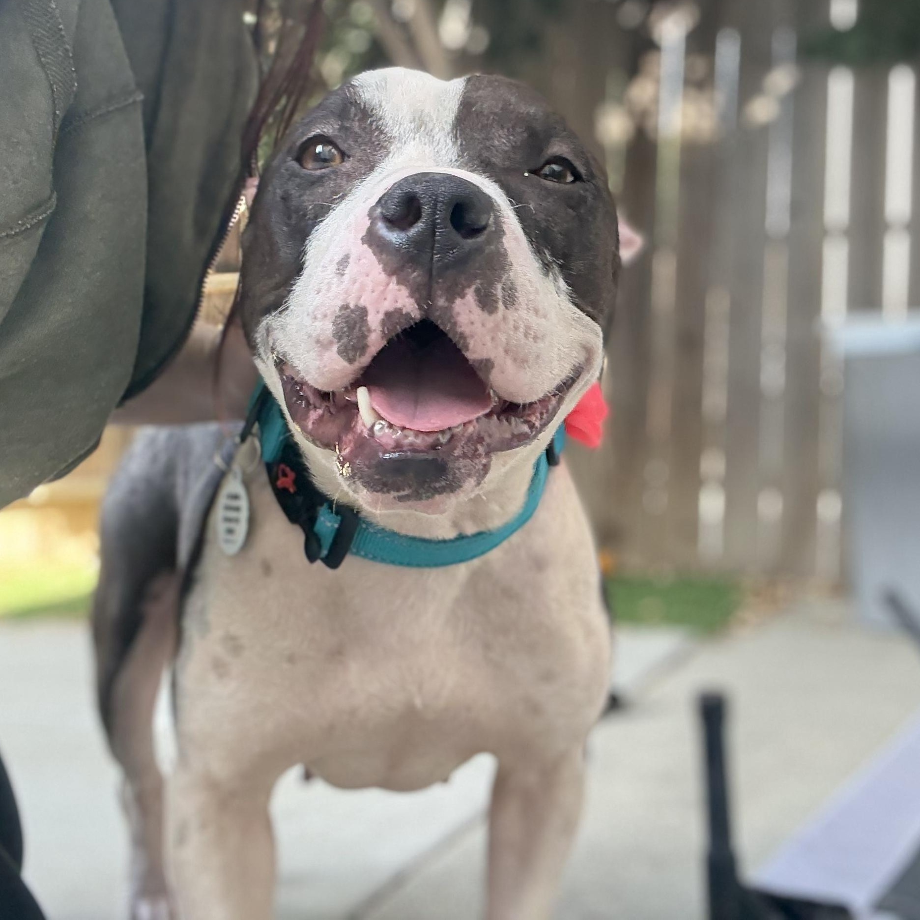 Enlarge Georgie, a Adoptable mixed breed in Sun Valley, CA image 1/6