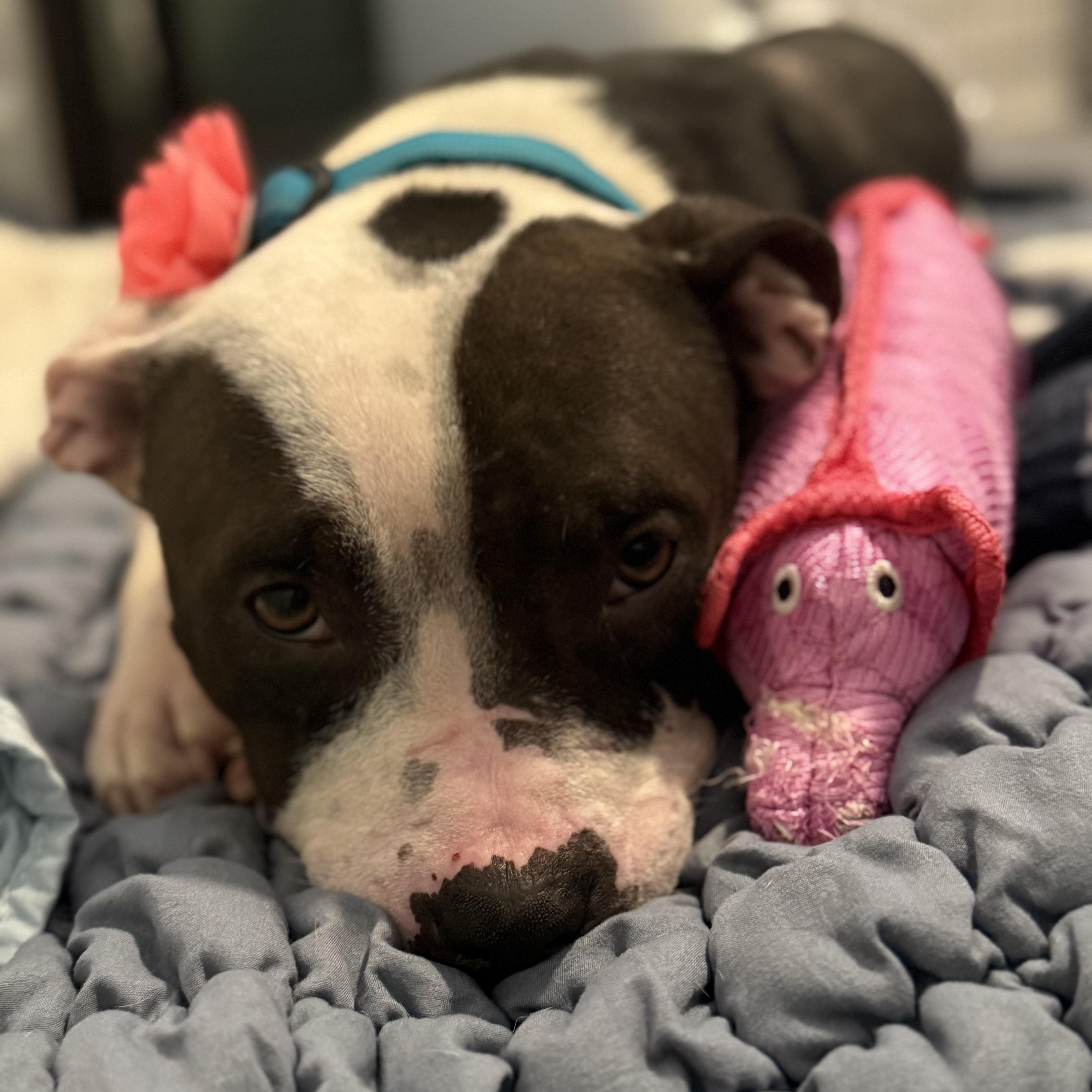 Enlarge Georgie, a Adoptable mixed breed in Sun Valley, CA image 2/6