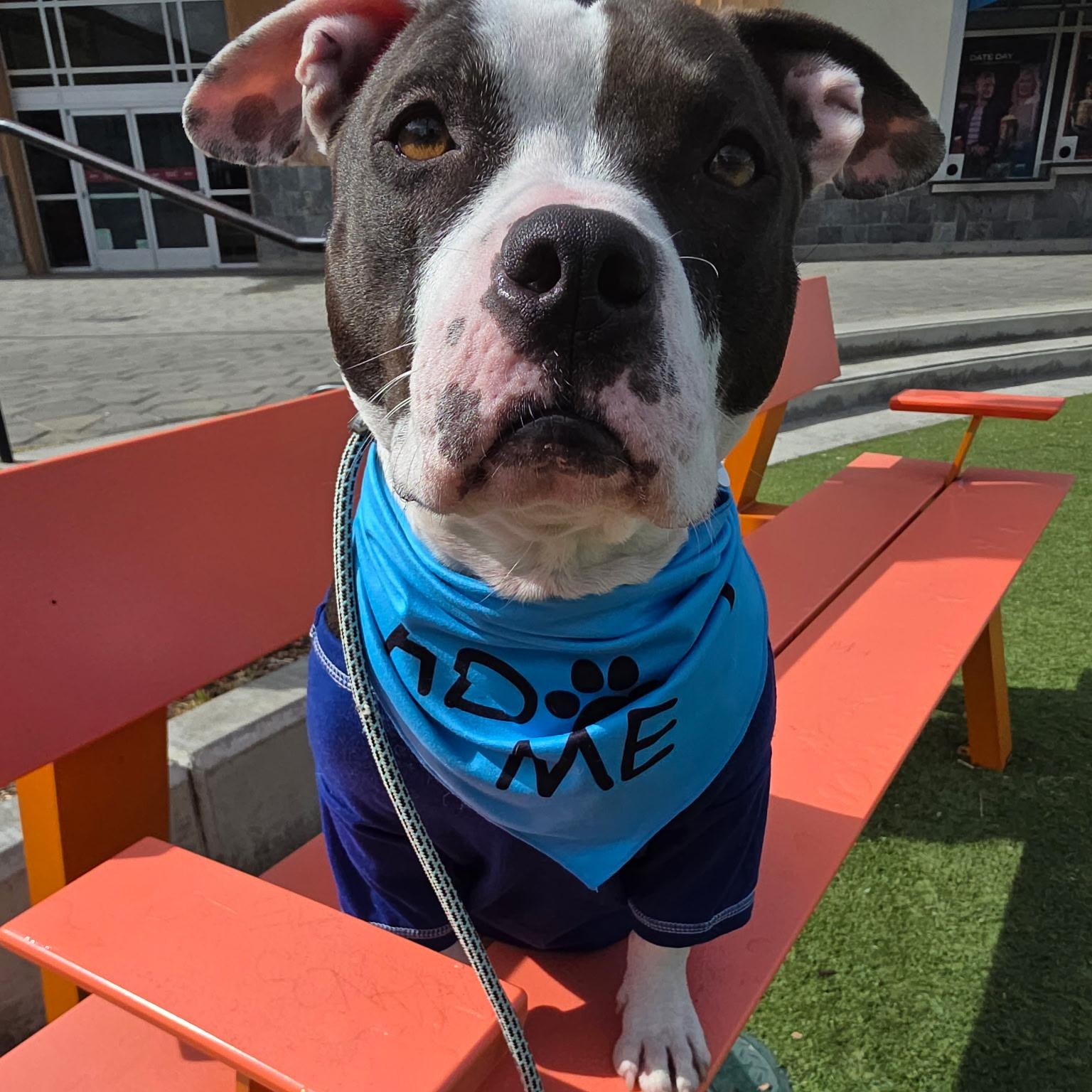 Enlarge Georgie, a Adoptable mixed breed in Sun Valley, CA image 5/6