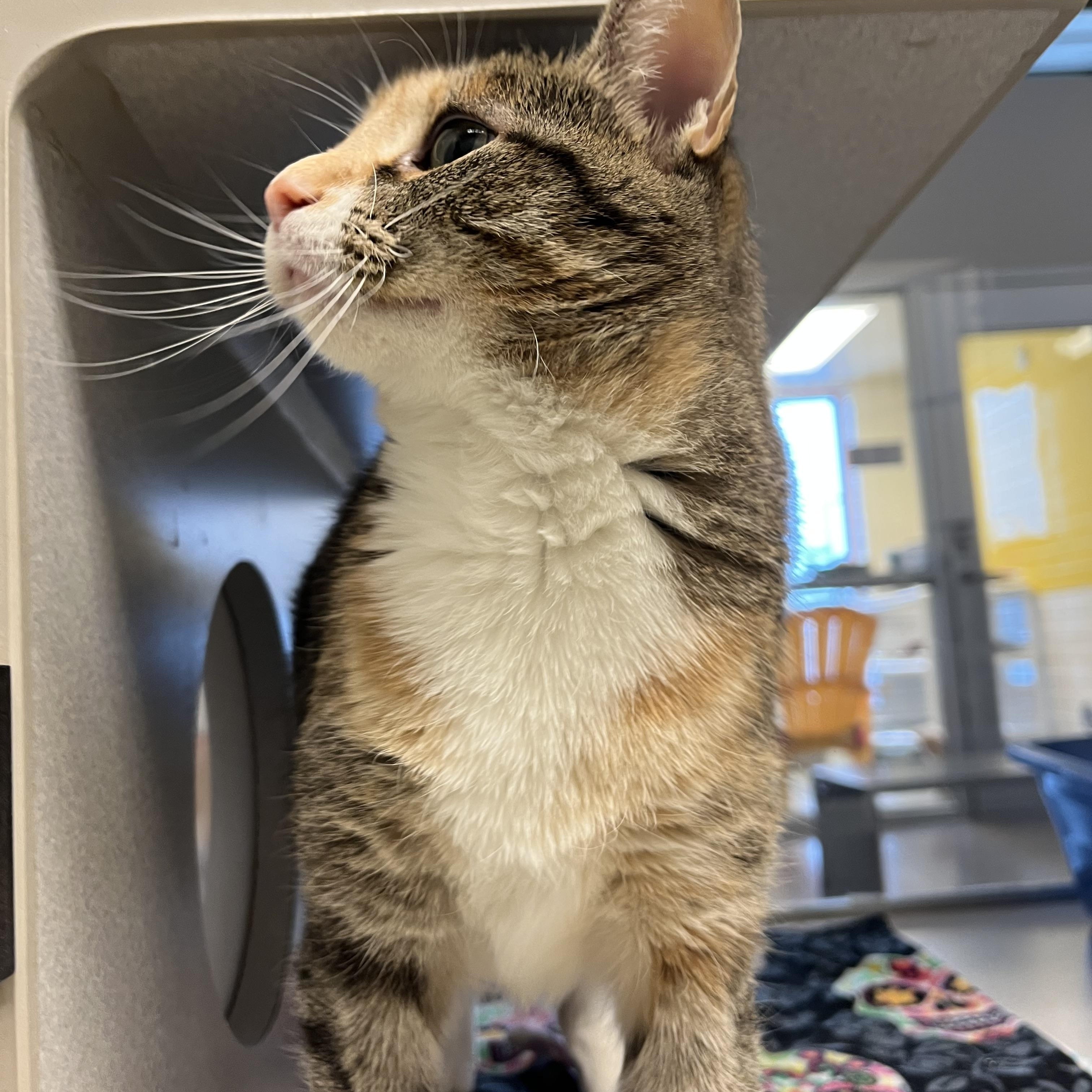 Pickles, a Adoptable mixed breed in Cedar Rapids, IA image 3/3