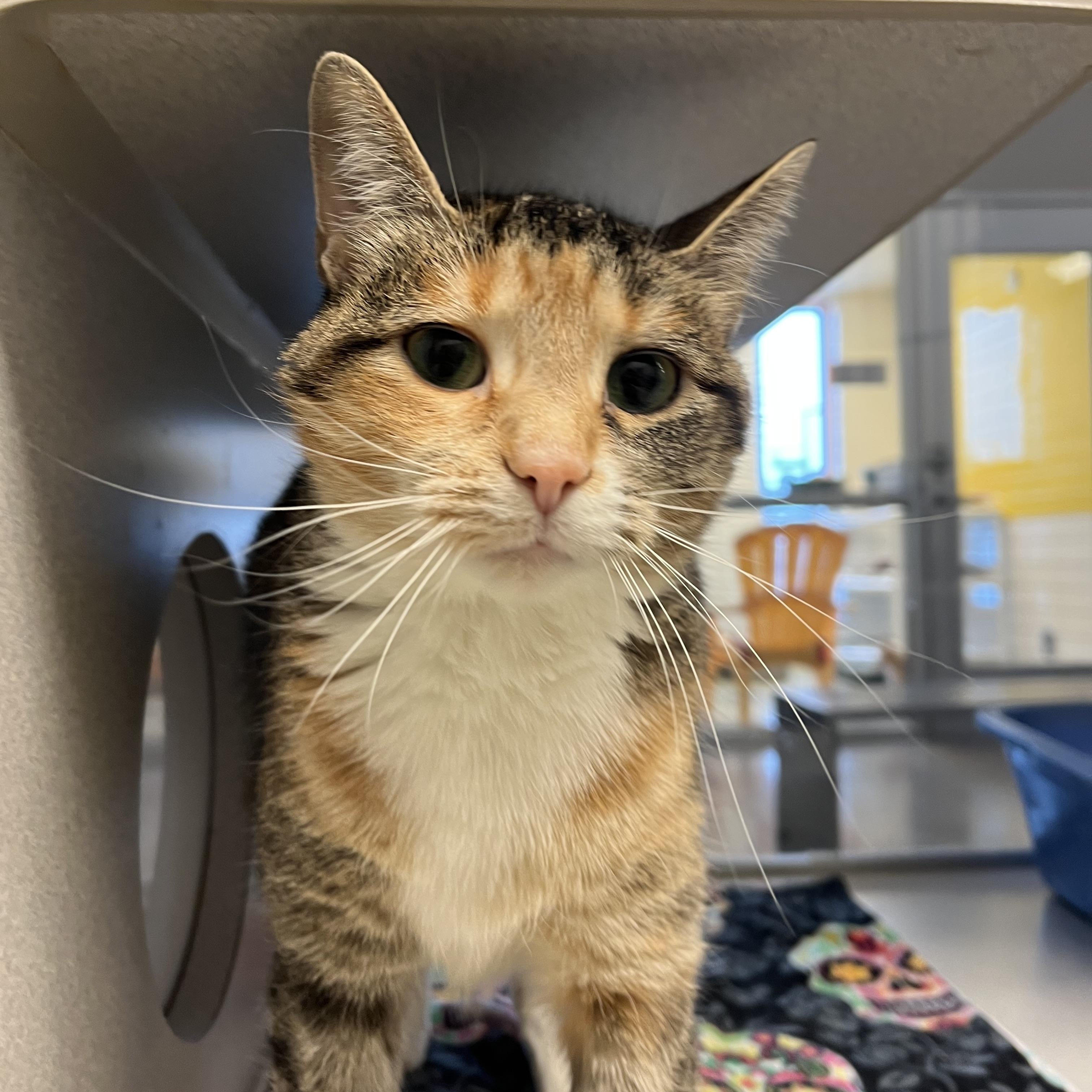 Pickles, a Adoptable mixed breed in Cedar Rapids, IA image 2/3