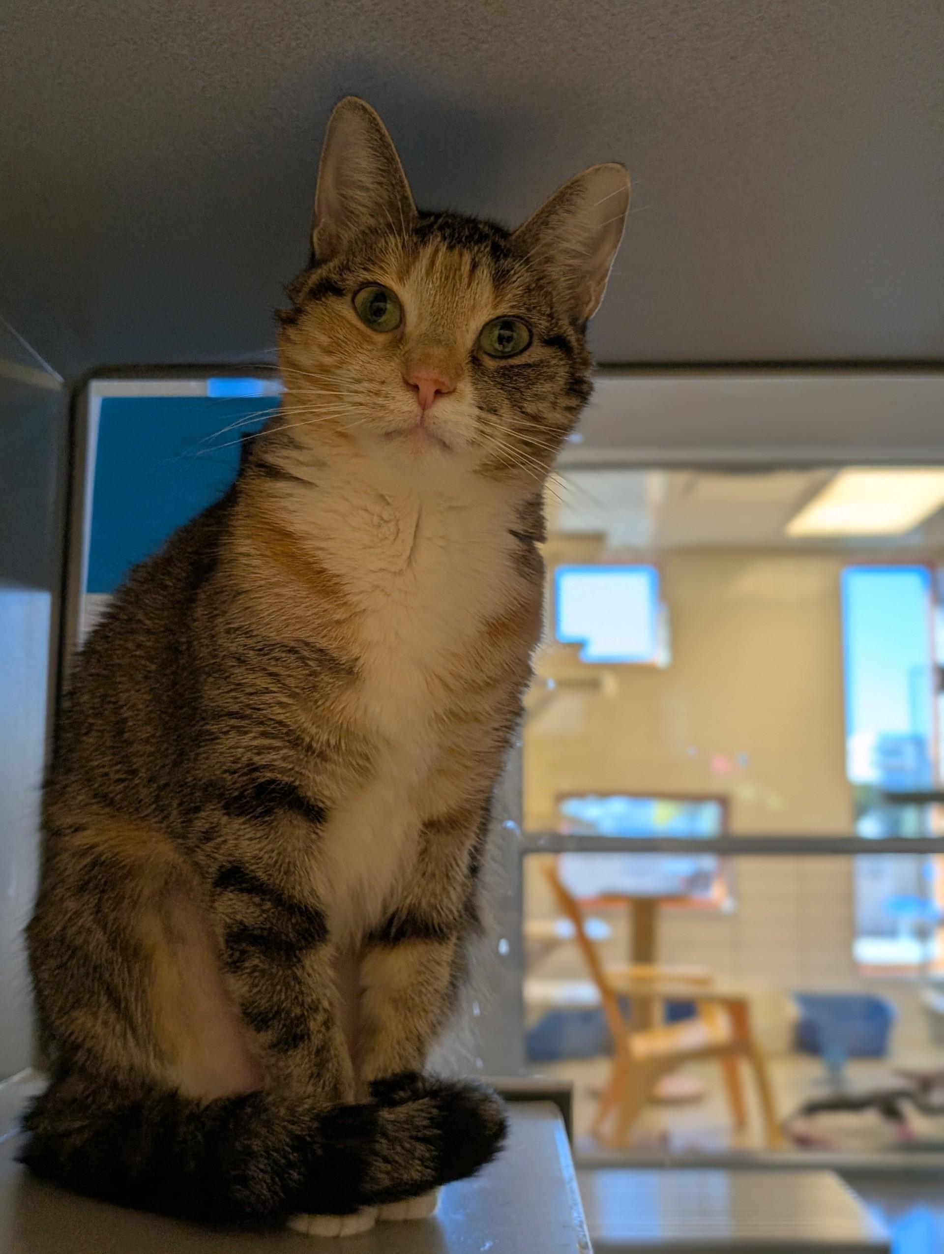 Pickles, Adoptable, Adult Female Domestic Short Hair.