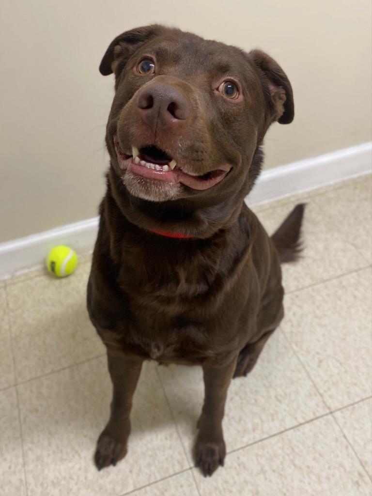 Yukon, Adoptable, Adult Male Labrador Retriever & Mixed Breed.