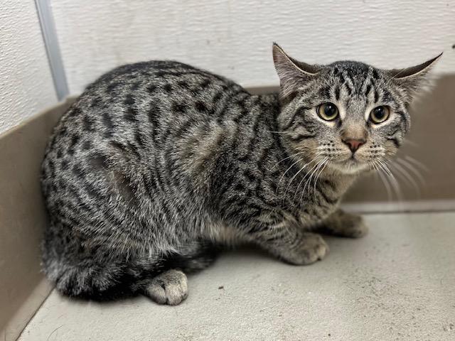 GUY, Adoptable, Young Male Domestic Short Hair.