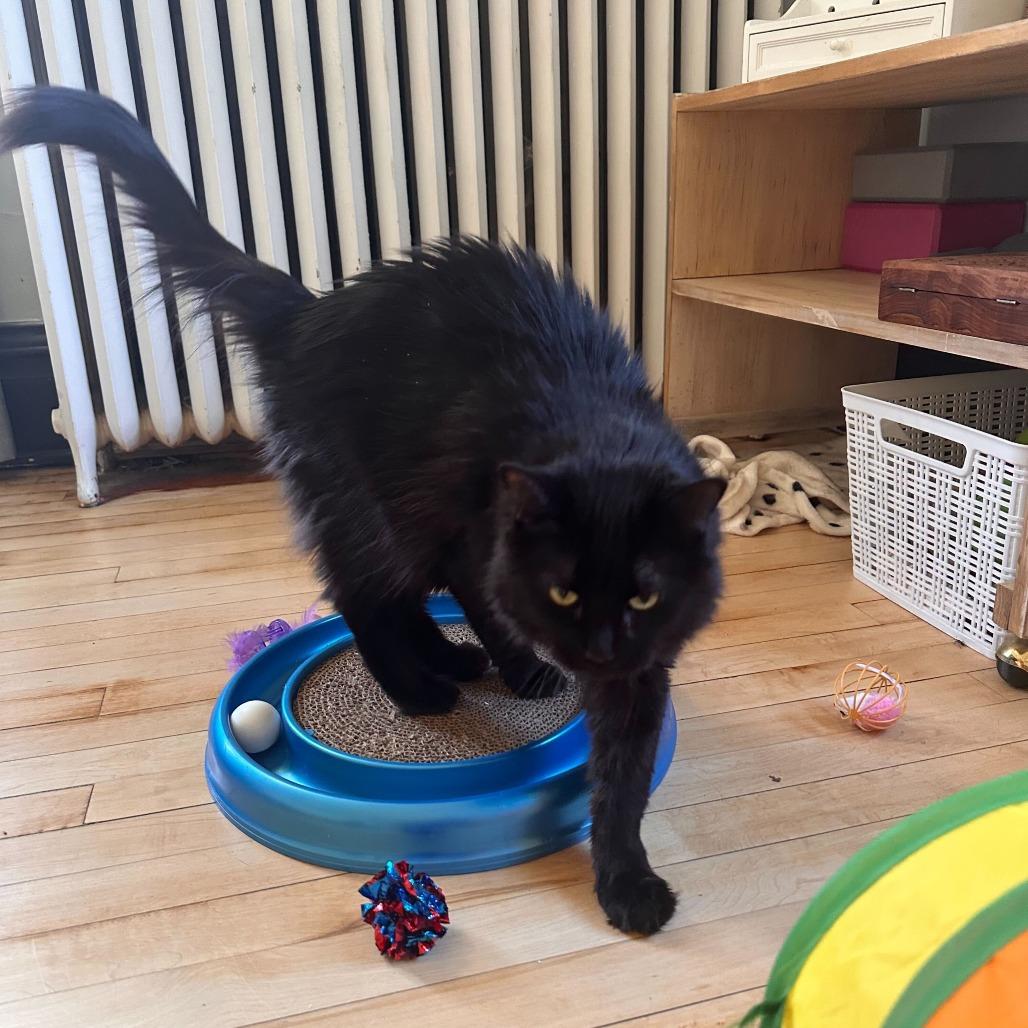 Solstice--In Foster, a Adoptable Domestic Long Hair in Fargo, ND image 1/6