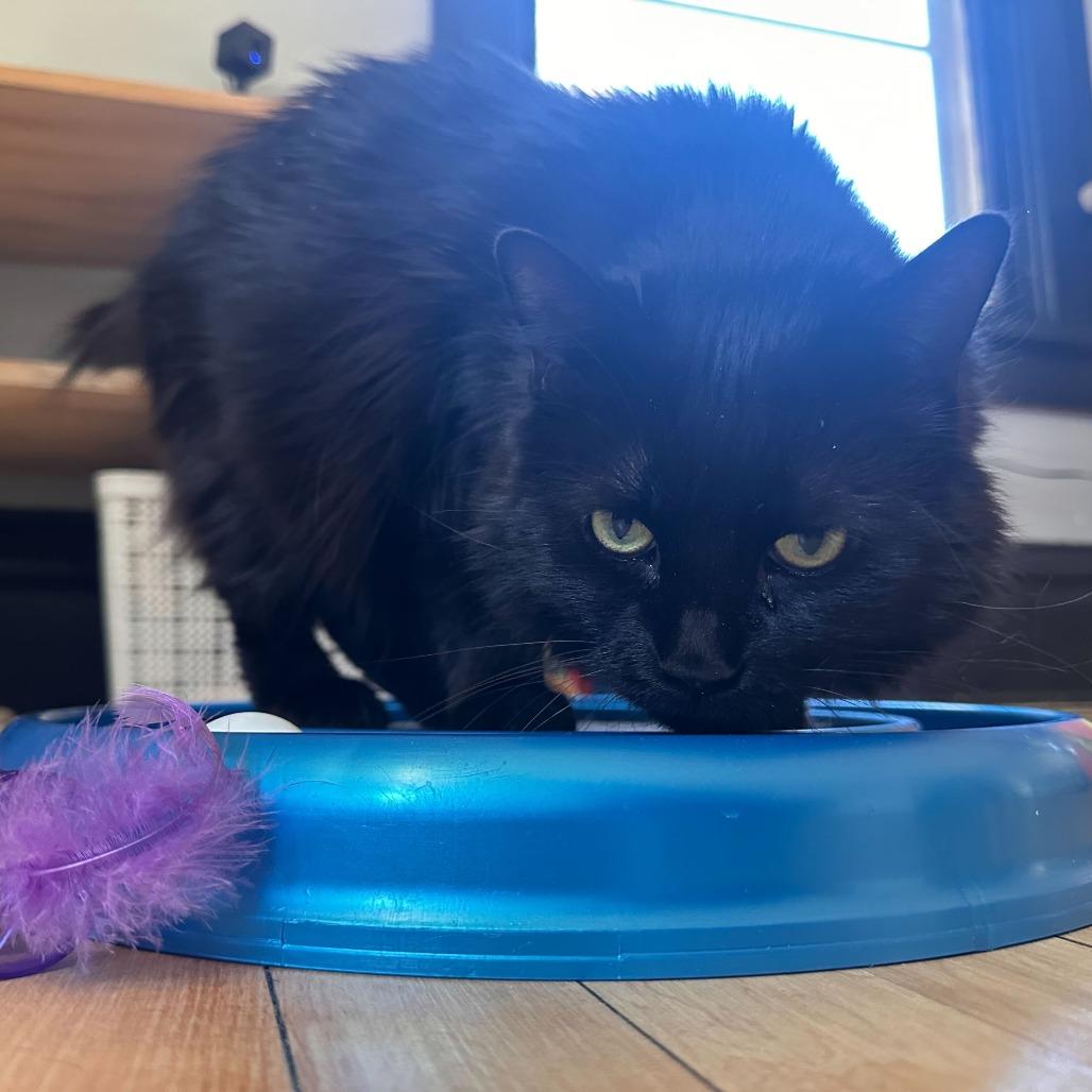 Solstice--In Foster, a Adoptable Domestic Long Hair in Fargo, ND image 2/6