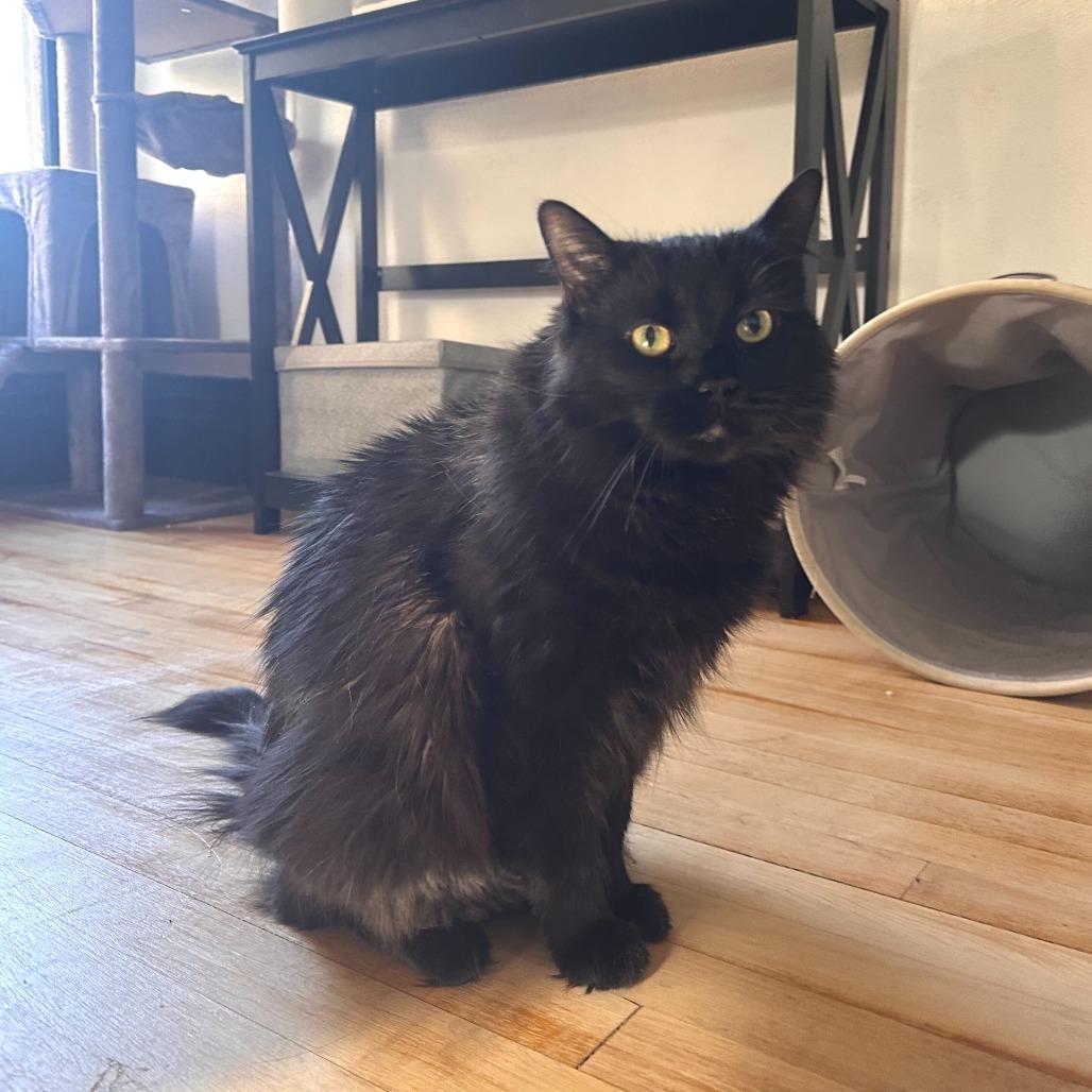Solstice--In Foster, a Adoptable Domestic Long Hair in Fargo, ND image 3/6