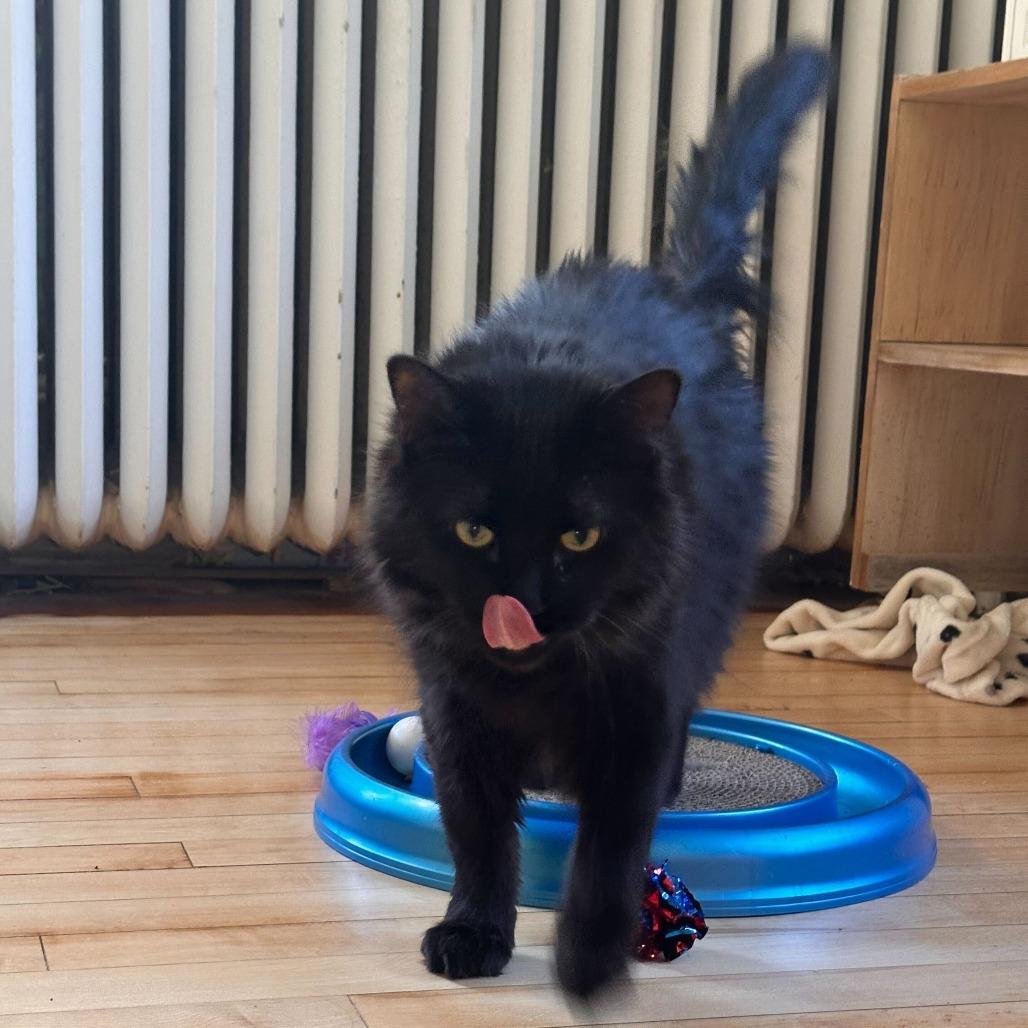 Solstice--In Foster, a Adoptable Domestic Long Hair in Fargo, ND image 4/6