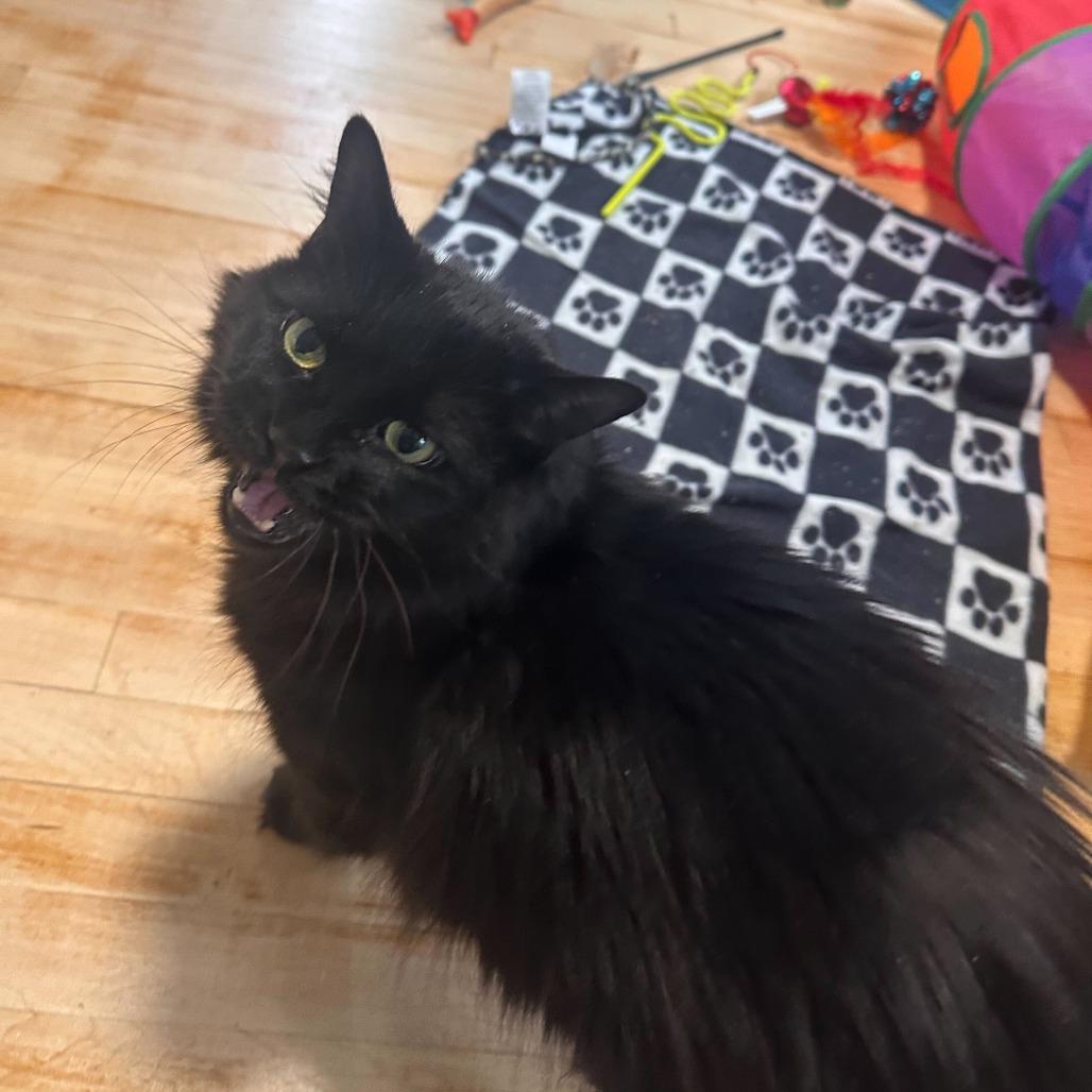 Solstice--In Foster, a Adoptable Domestic Long Hair in Fargo, ND image 6/6