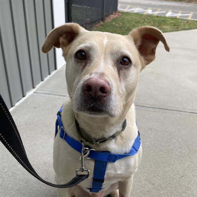 MAX, Adoptable, Adult Male Labrador Retriever.