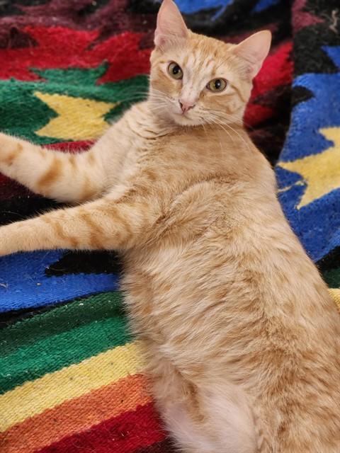 Enlarge CHEESE ITZ, a Adoptable Domestic Short Hair in Fairbanks, AK image 1/1