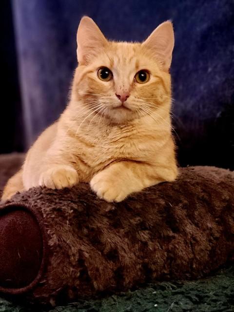 Enlarge CHEESE ITZ, a Adoptable Domestic Short Hair in Fairbanks, AK image 1/1