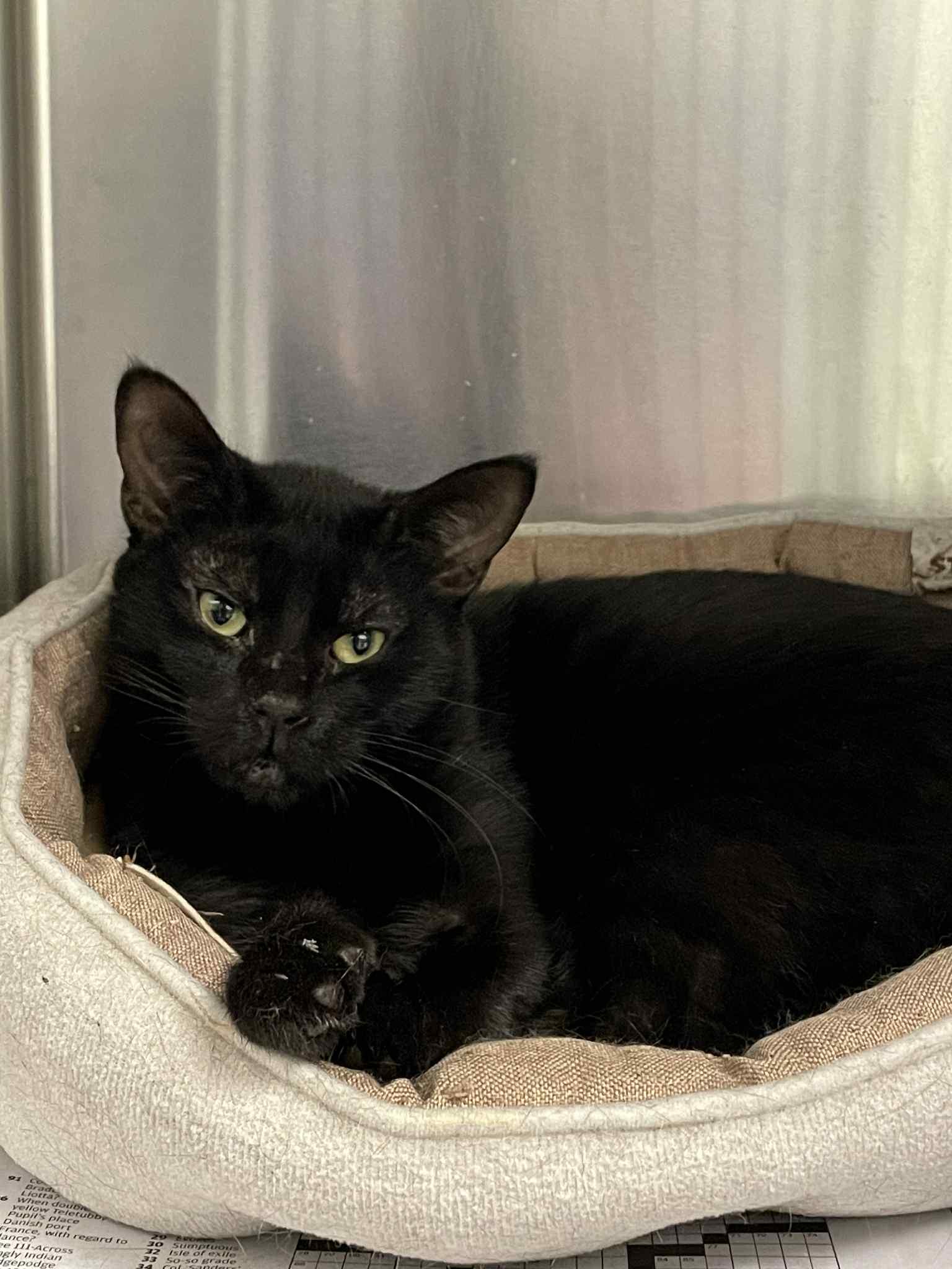 Enlarge Jax, a Adoptable Domestic Short Hair in Covington, VA image 1/1