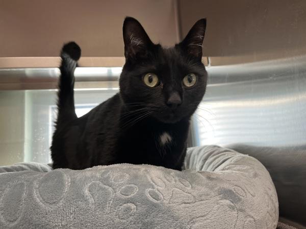Peeta, Adoptable, Adult Male Domestic Short Hair.