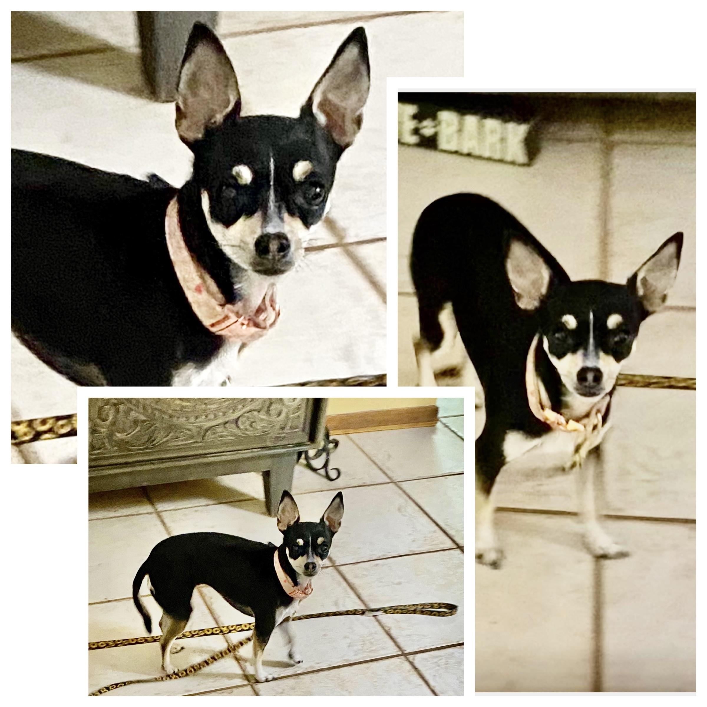 Enlarge Miss Stevie, a ADOPTABLE Chihuahua in Edmond, OK image 2/2