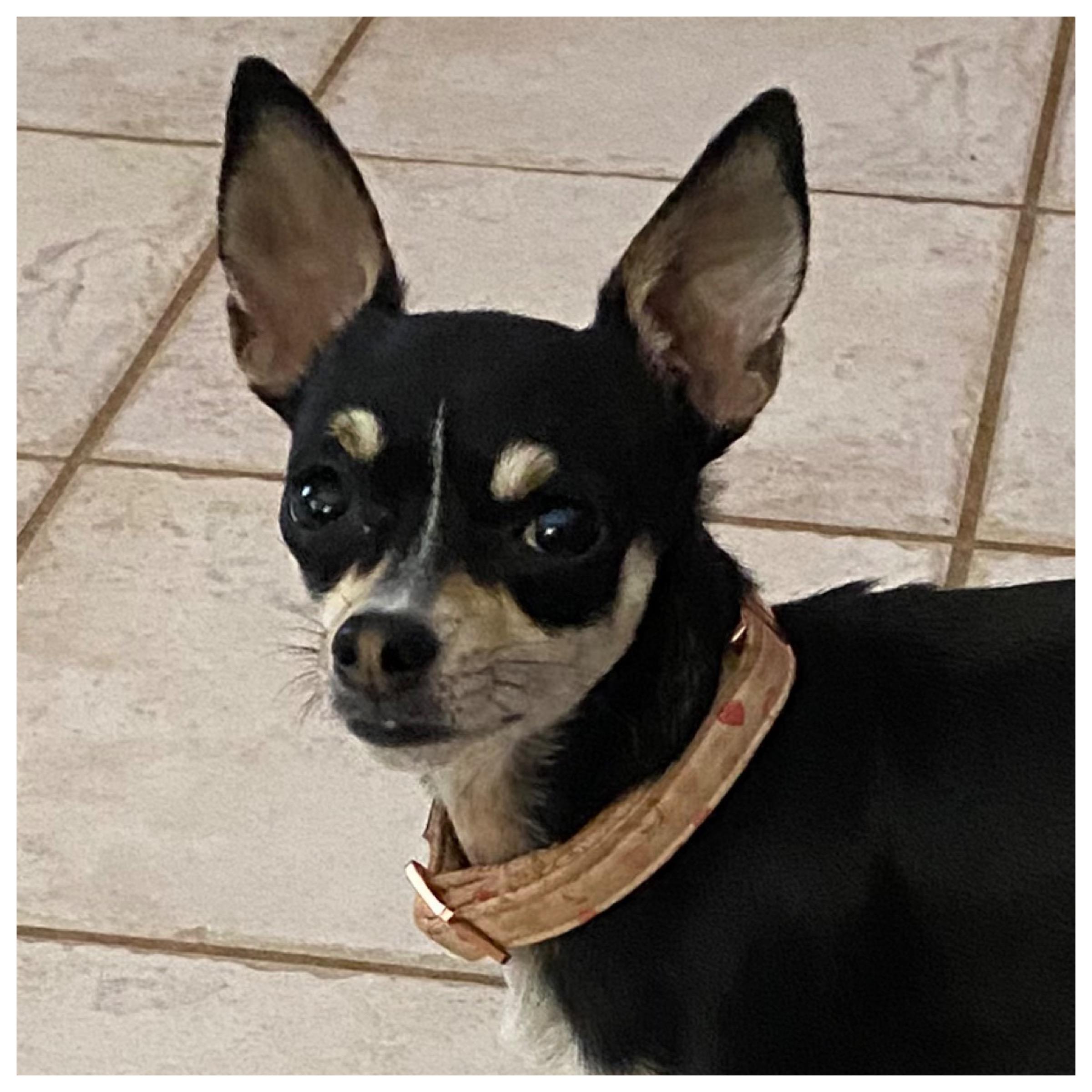 Miss Stevie, ADOPTABLE, Young Female Chihuahua.
