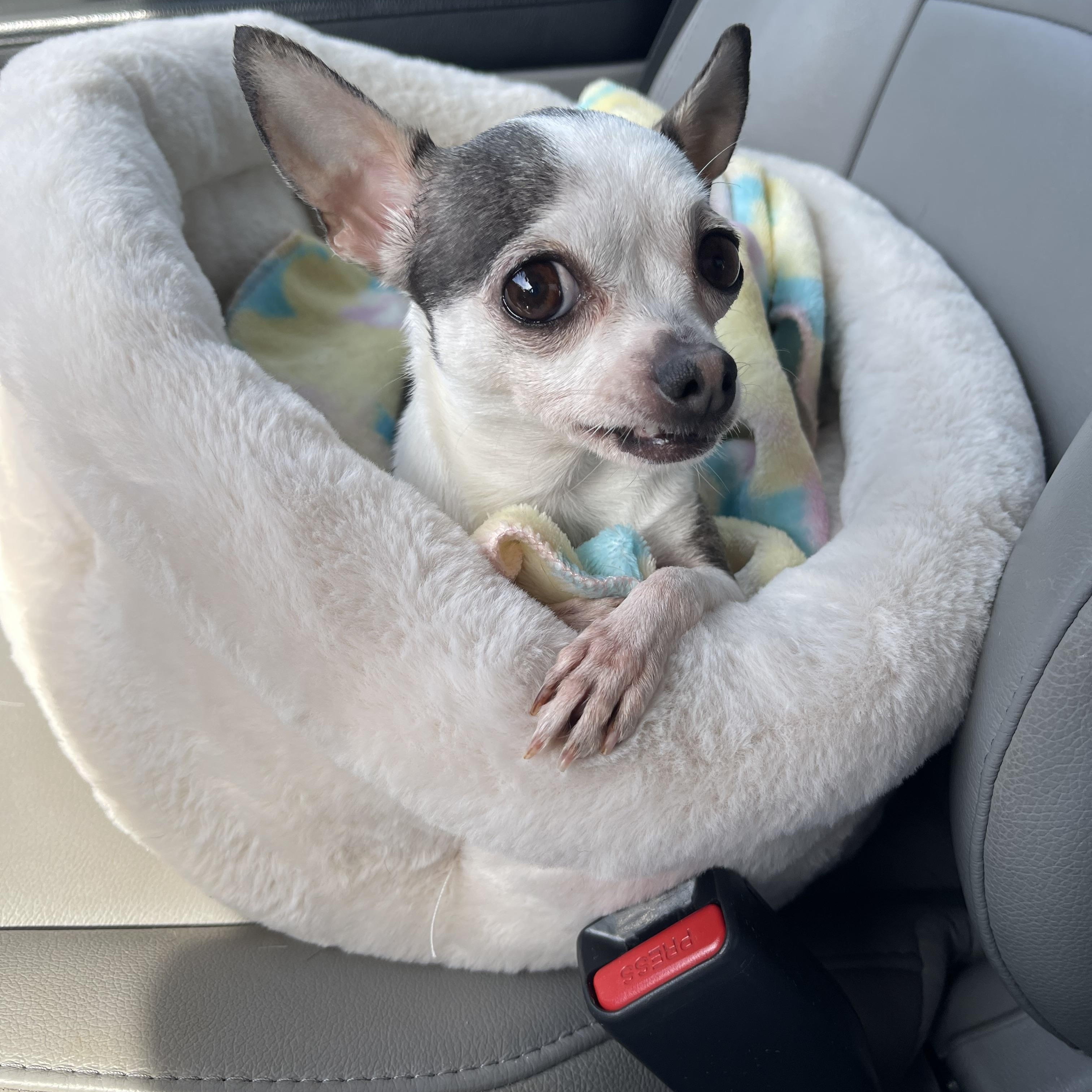 Sugar, an adopted Chihuahua in Kings Mountain, NC image 1/5