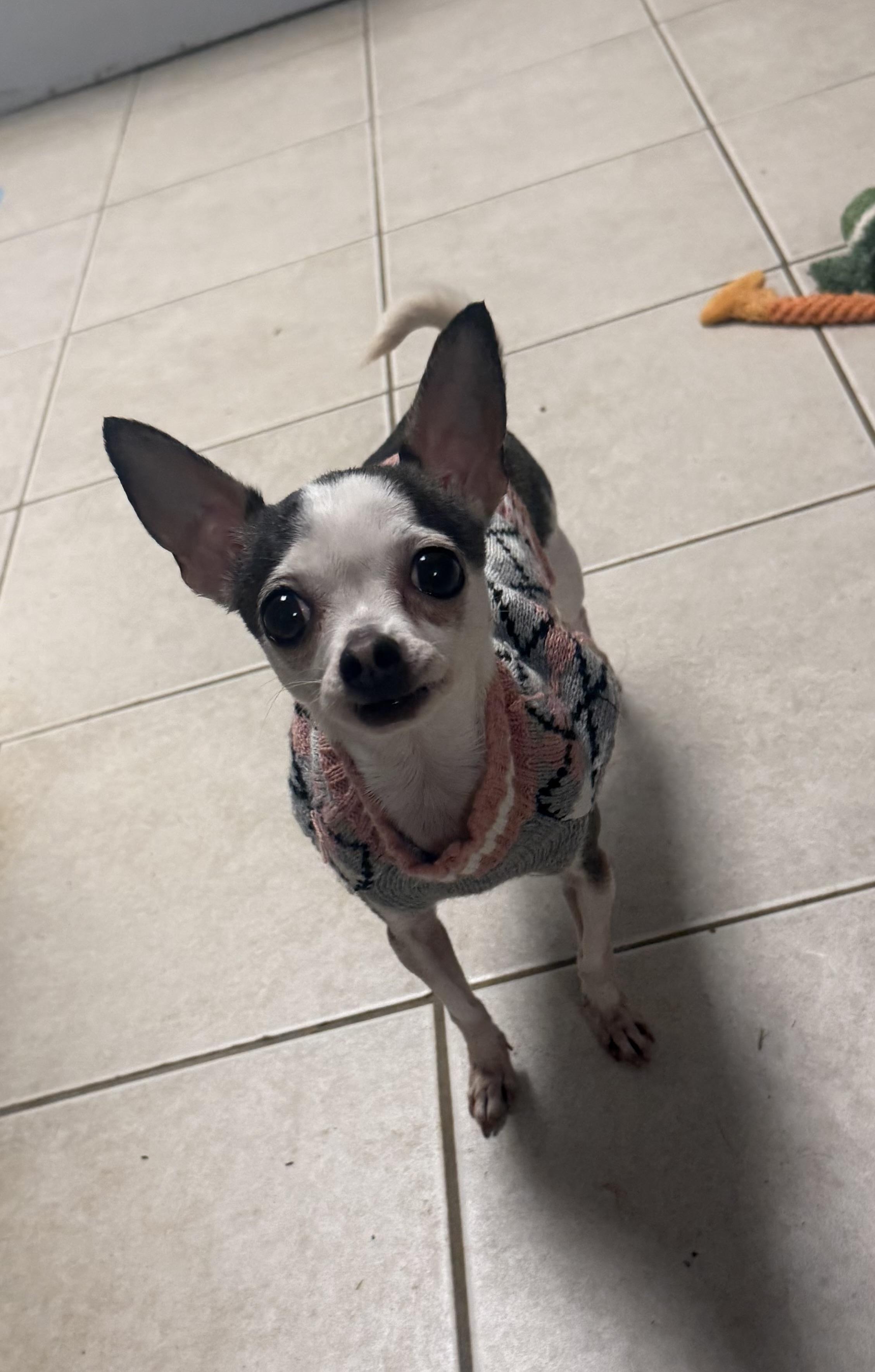 Sugar, an adopted Chihuahua in Kings Mountain, NC image 5/5